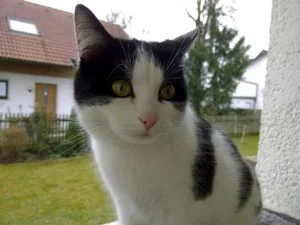 Aufgrund des langsamen Autofokus war es schwierig unsere Testkatze zu fotografieren.