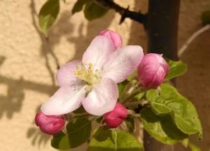 Abbildung 6: Erst die dritte Aufnahme dieser Apfelblüten gelang so, wie von uns gewünscht.