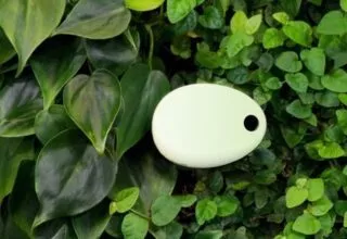 Koubachi Plant Sensor 2 – Mit einem Sensor mehrere Pflanzen unter Kontrolle
