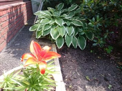 Ein kurzer Tipp auf das Display im Bereich der Blüte und schon habe ich mein gewünschtes Bild.