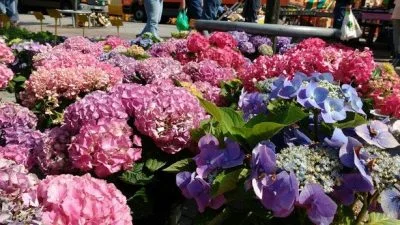 MotoG-Marktblumen