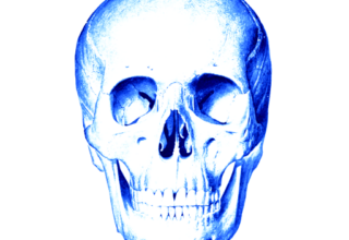 Anatomie Quiz – Grundwissen der Anatomie einfach erlernen