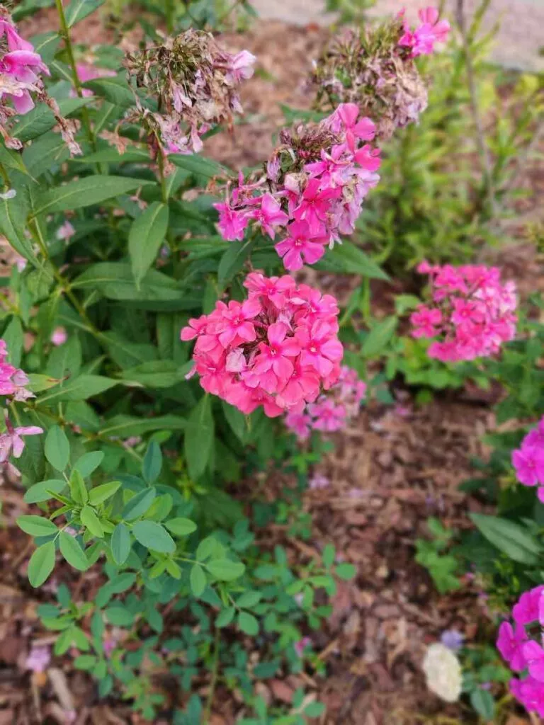 OnePlus 38 Bokeh | Android-User.de