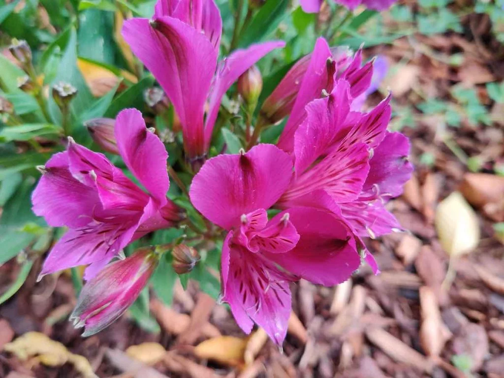 OnePlus 46 Zoom | Android-User.de