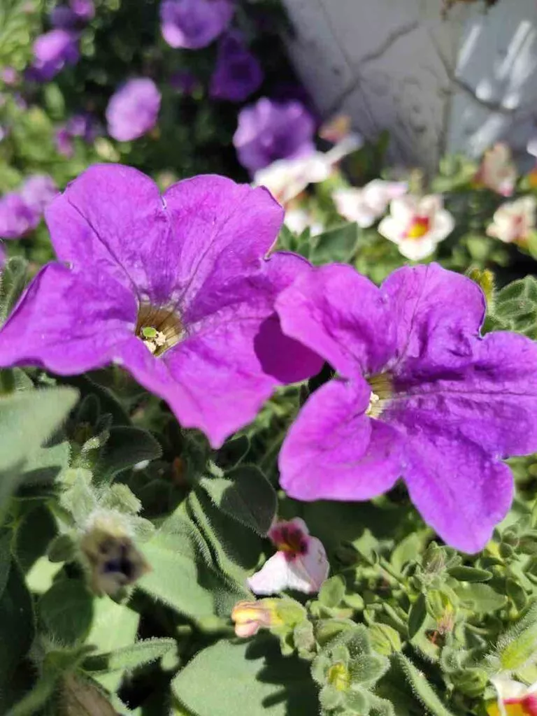 6 Pro 23 bokeh | android-User.de