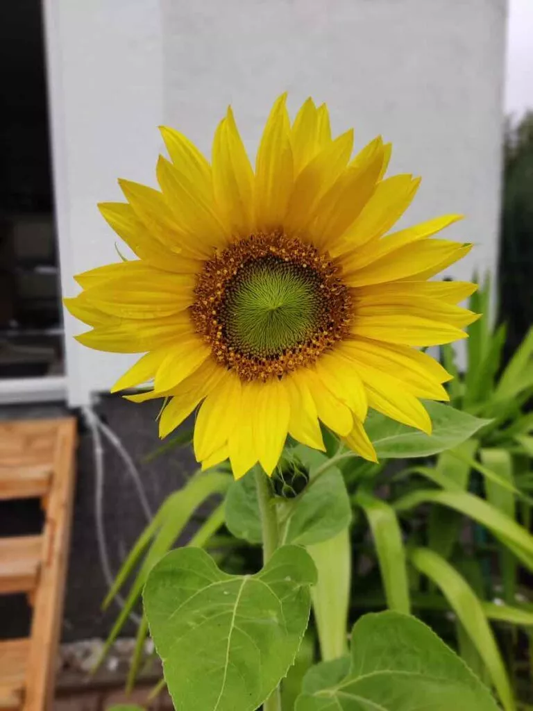 Nord 40 Bokeh | Android-User.de