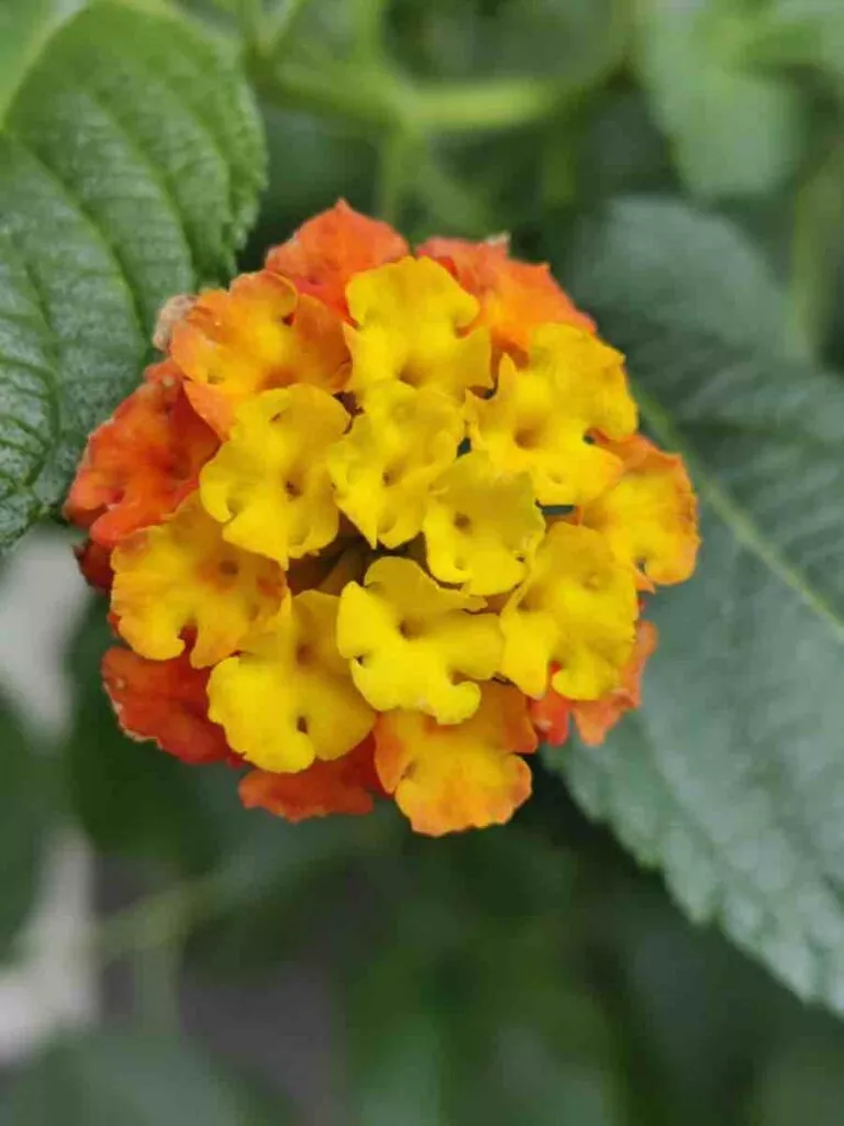 8T 8 Bokeh | Android-User.de