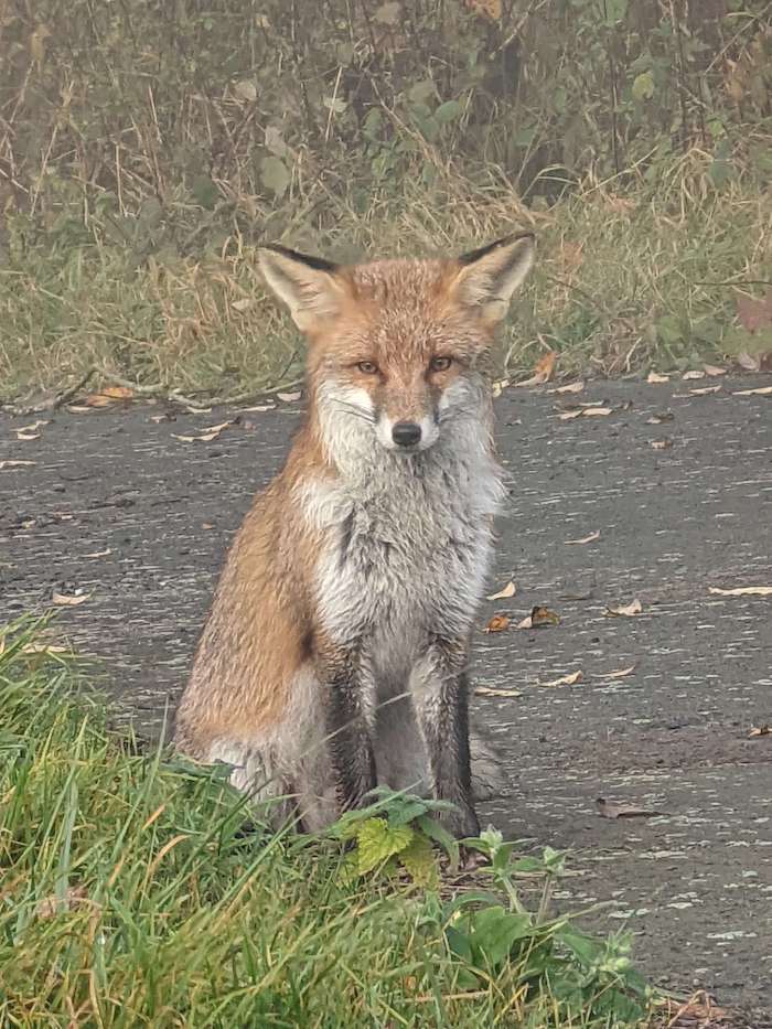 20211107 Fuchs Pixel 6 Pro | android-User.de1
