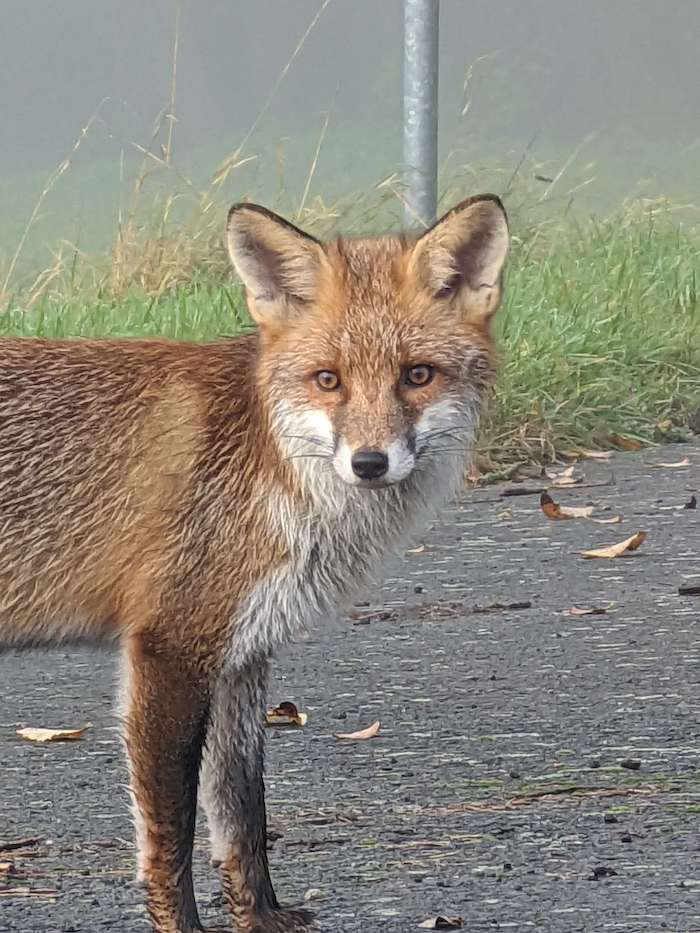 20211107 Fuchs Pixel 6 Pro | android-User.de3
