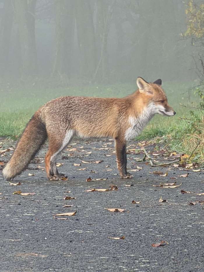 20211107 Fuchs Pixel 6 Pro | android-User.de4