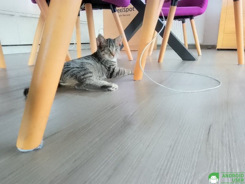 Rückkamera Katze Doogee T10 Pro
