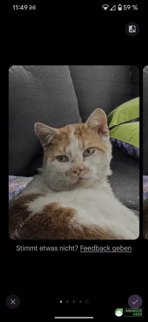 Die Katze befindet sich jetzt im Vordergrund