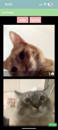 Kuratierter Inhalt in der Kittyknips App